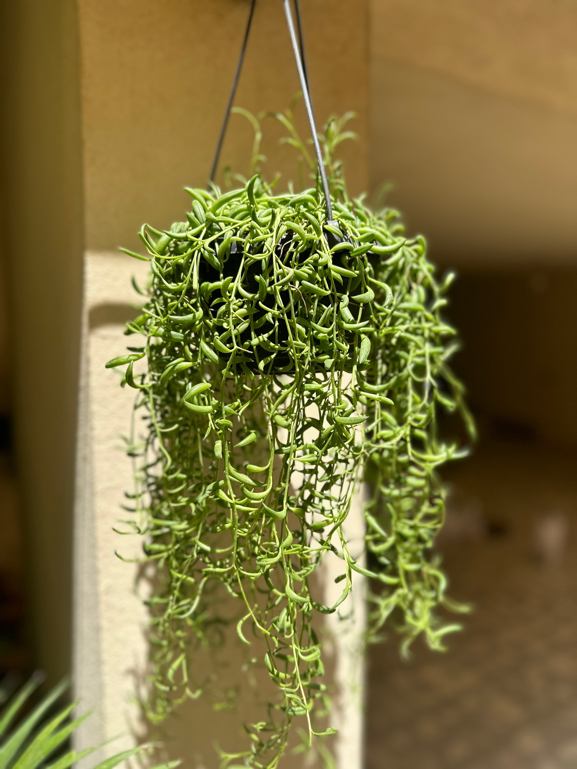 Buy String of Bananas Online