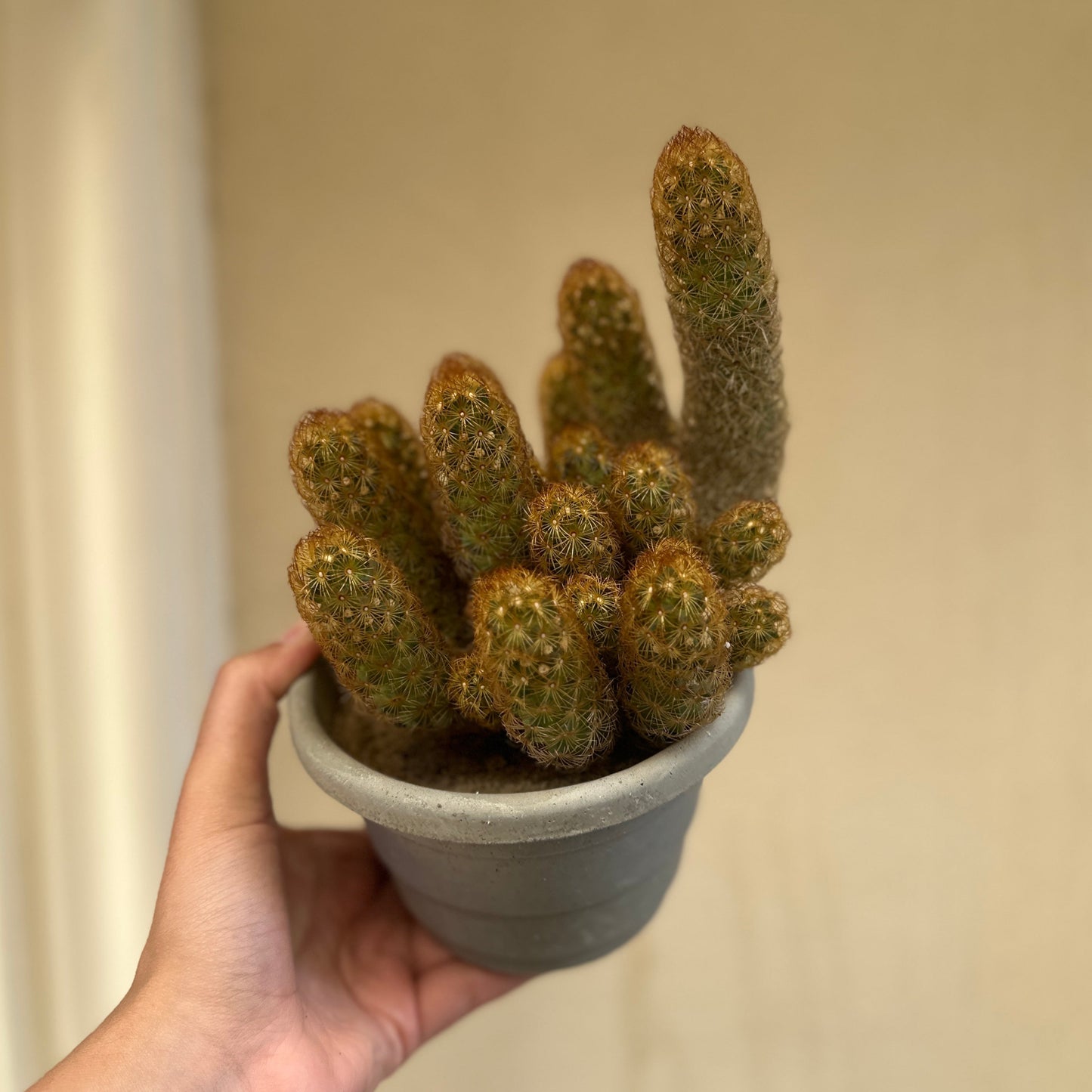 Hand holding a potted cactus against a plain background
