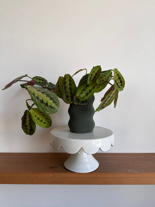 Maranta Plant