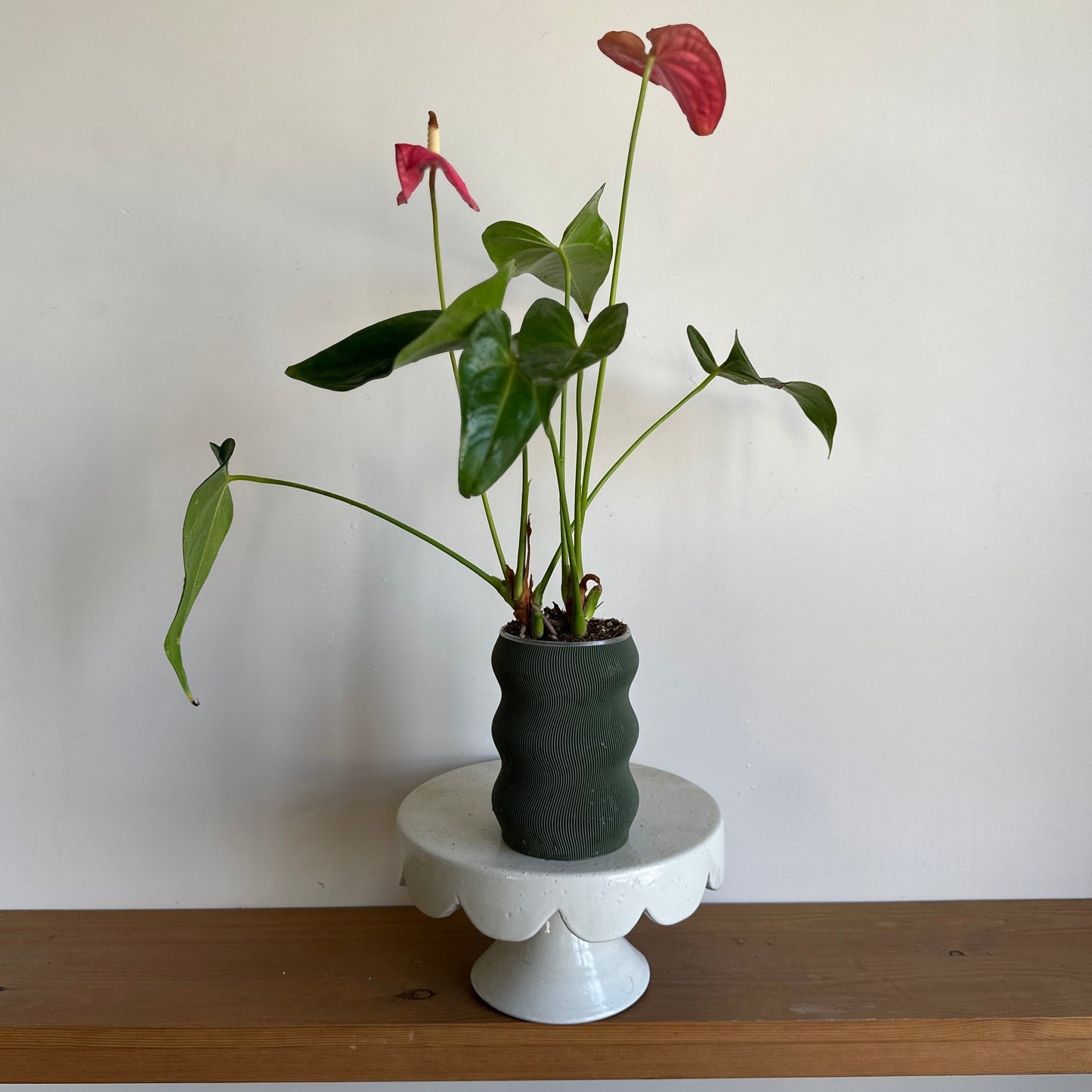 Pink Flamingo Flower