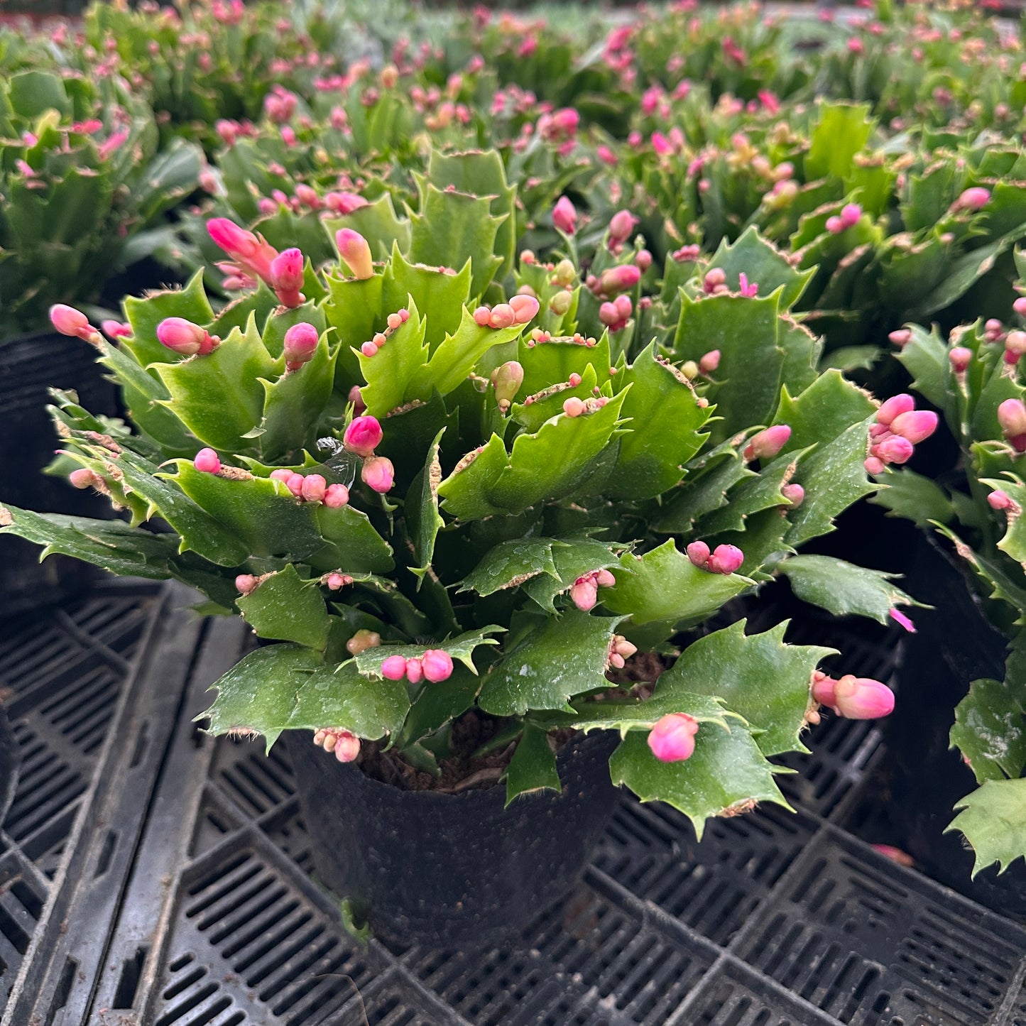 Christmas Cactus-16cm