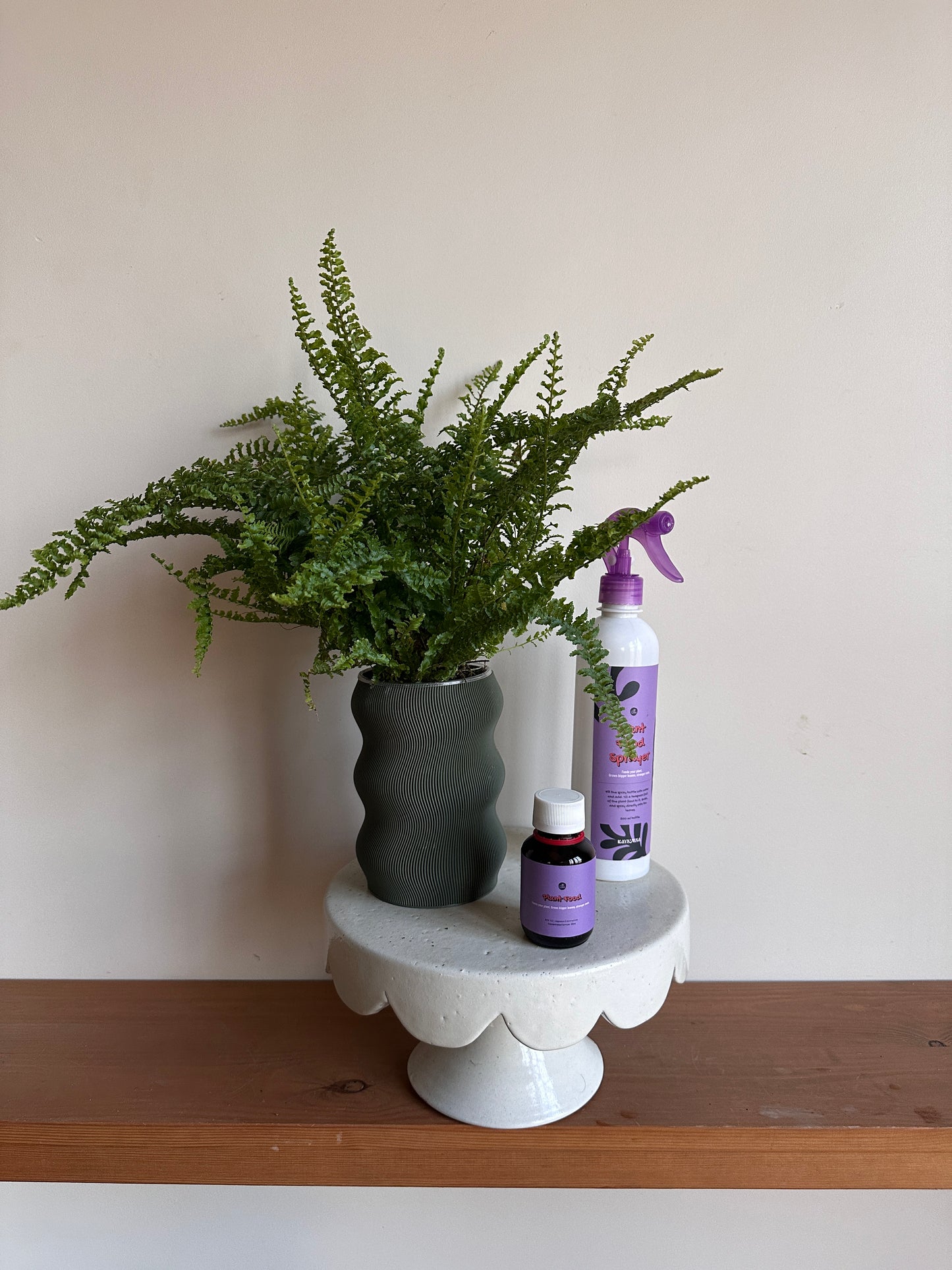 Boston Fern