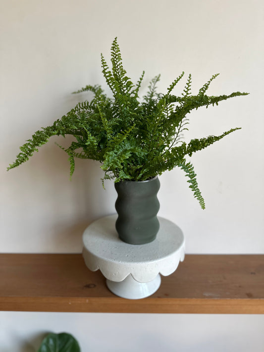 Boston Fern