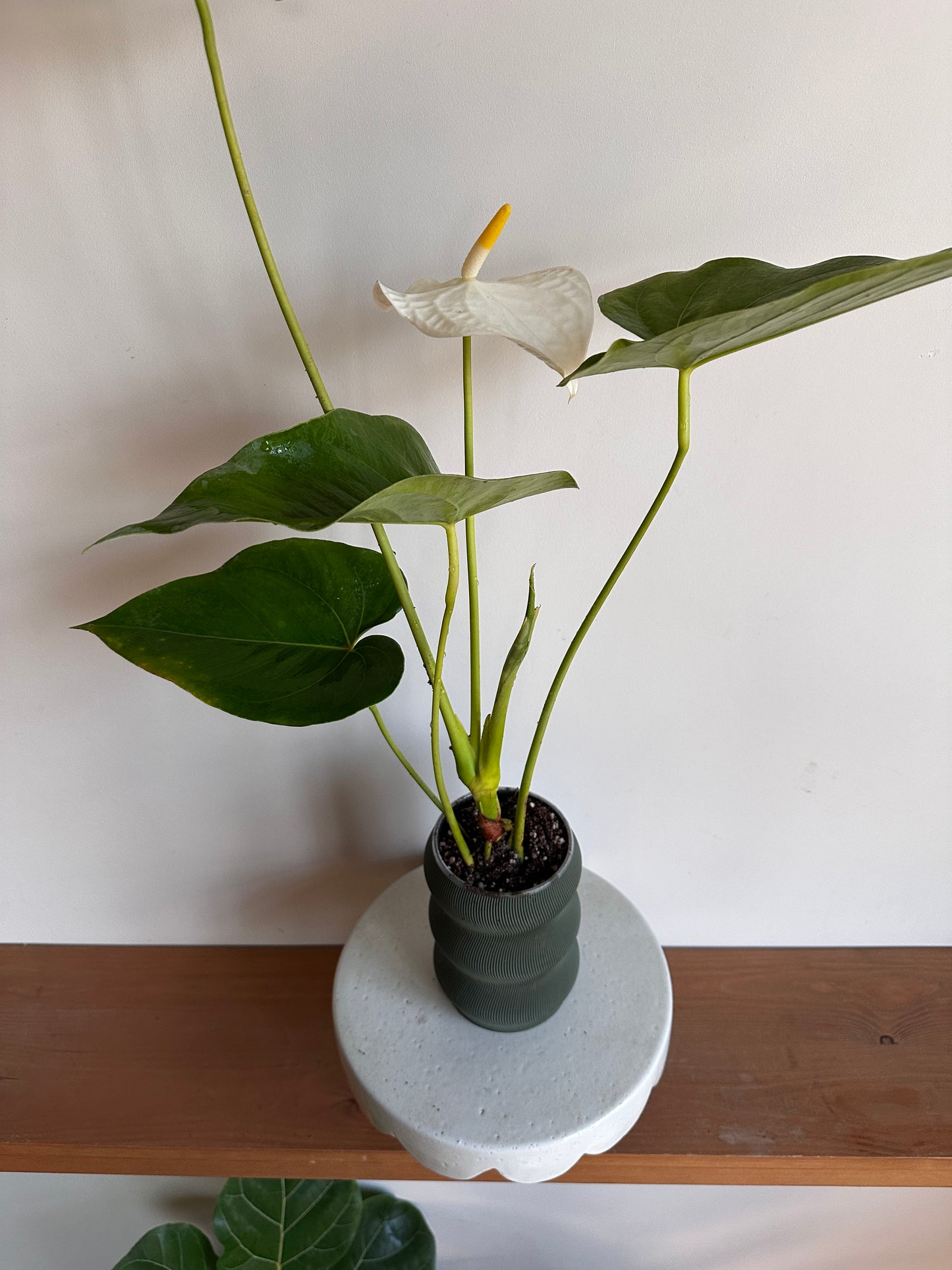 White Flamingo Flower