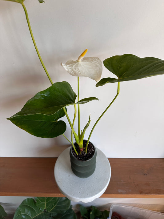White Flamingo Flower in Self-Watering Pot