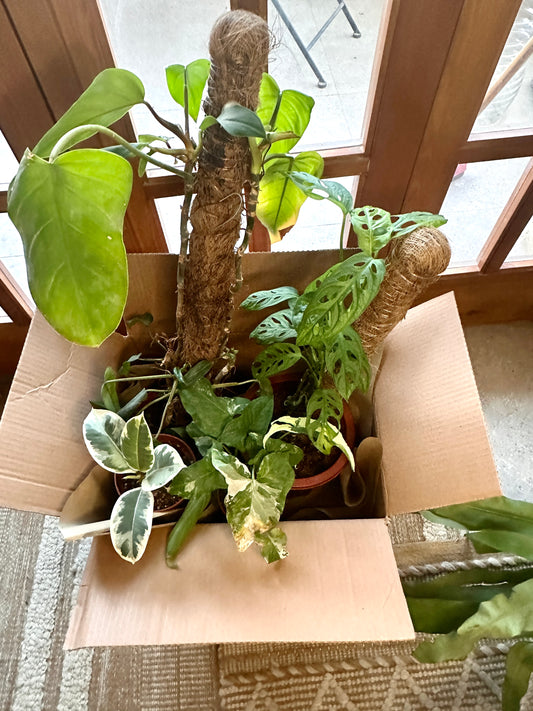 Plant Rescue Box