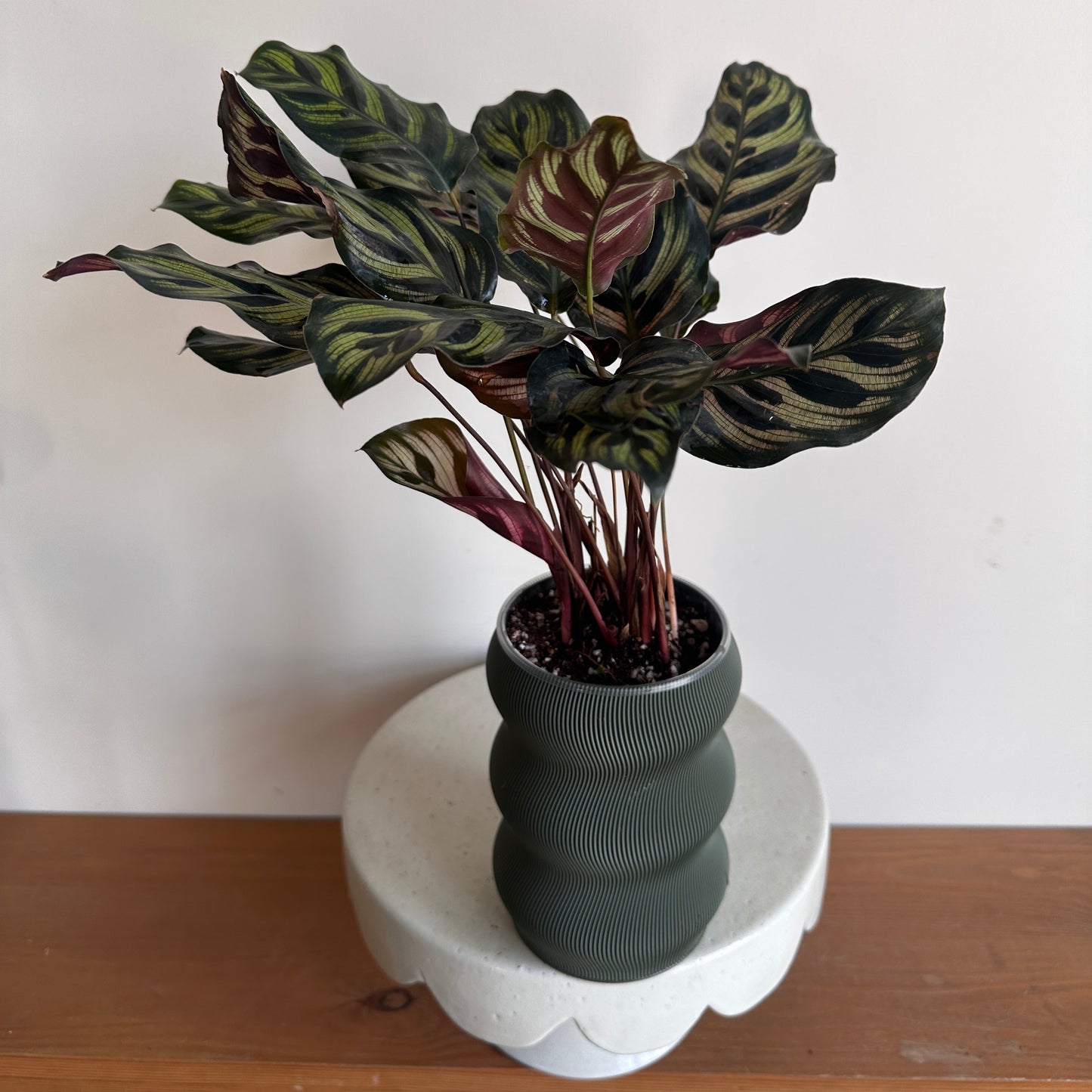 Fishbone Plant