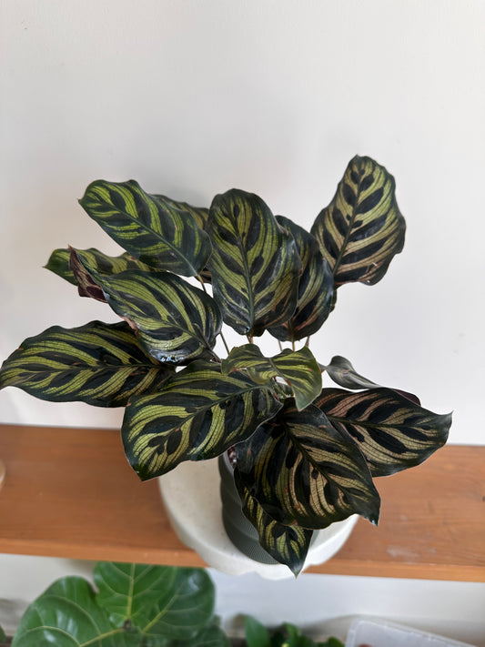 Fishbone Plant in Self-Watering Pot