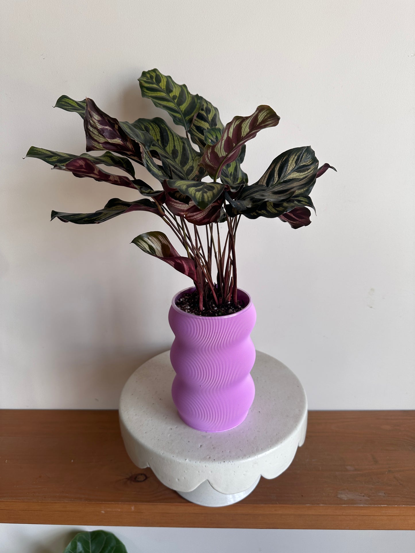 Fishbone Plant