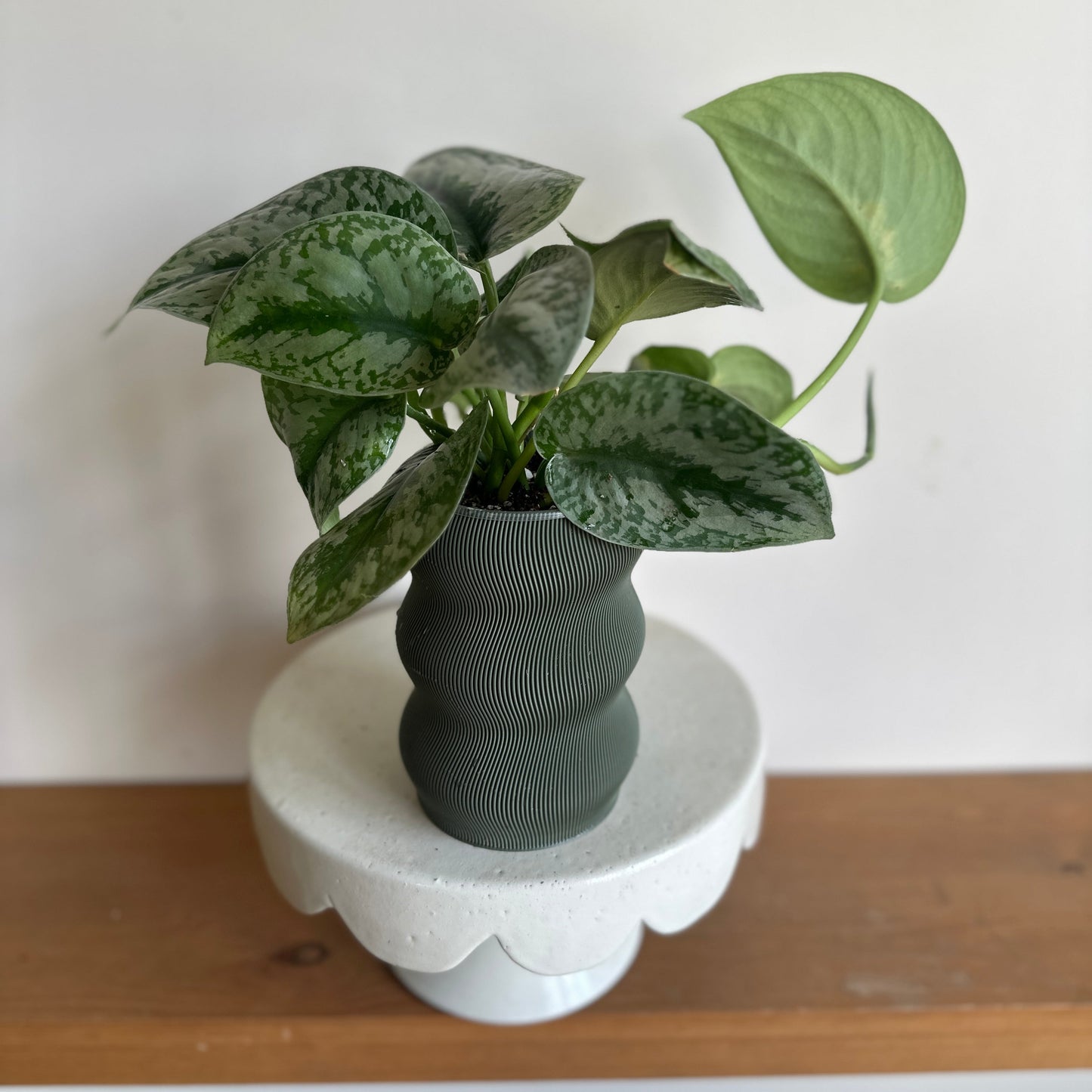 Silver Pothos