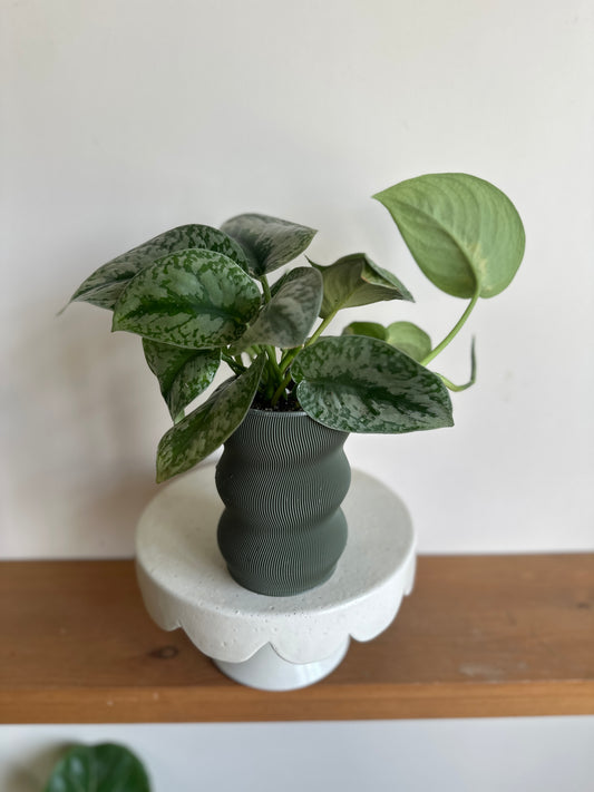 Silver Pothos in Self-Watering Pot
