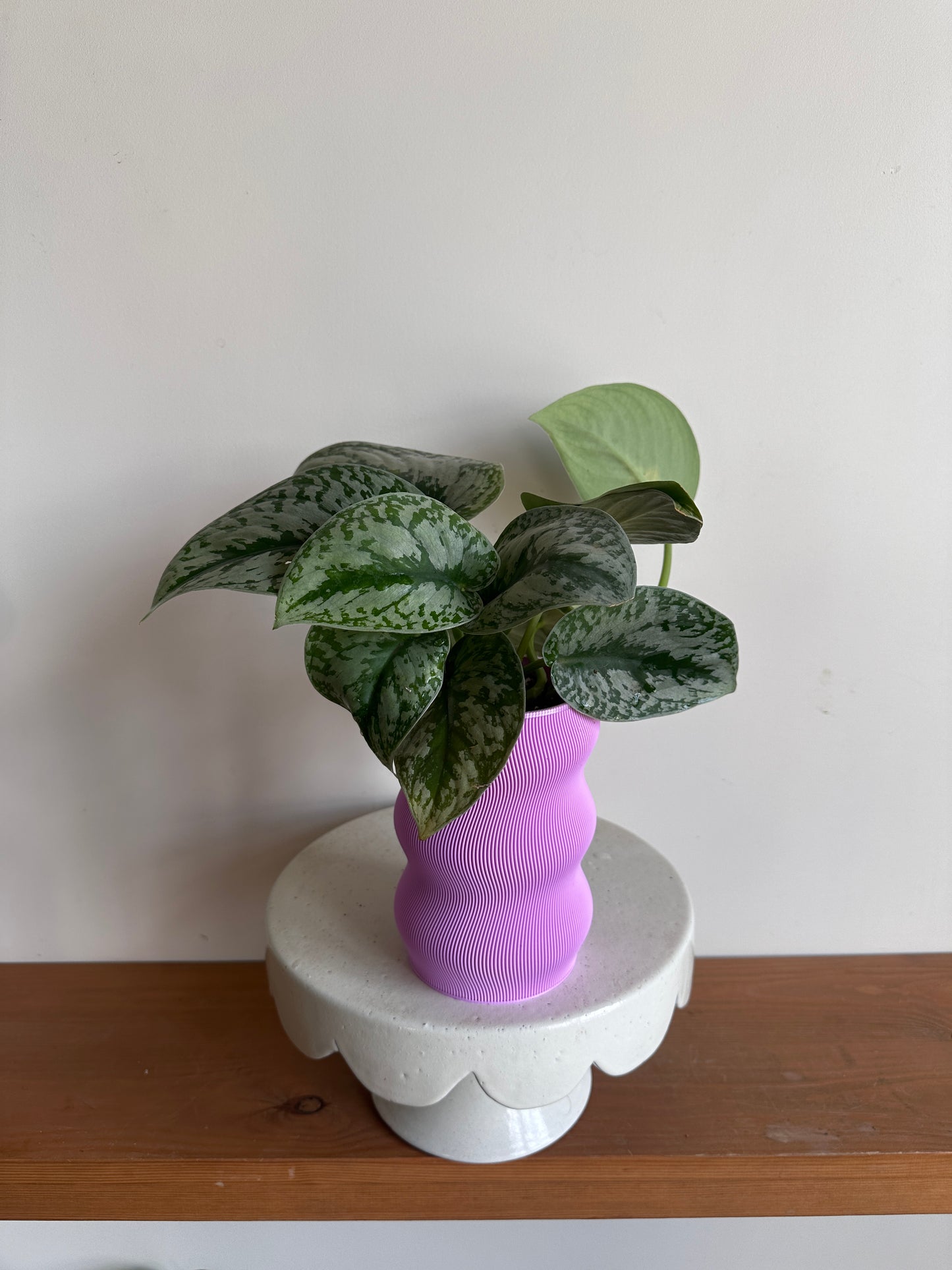 Silver Pothos