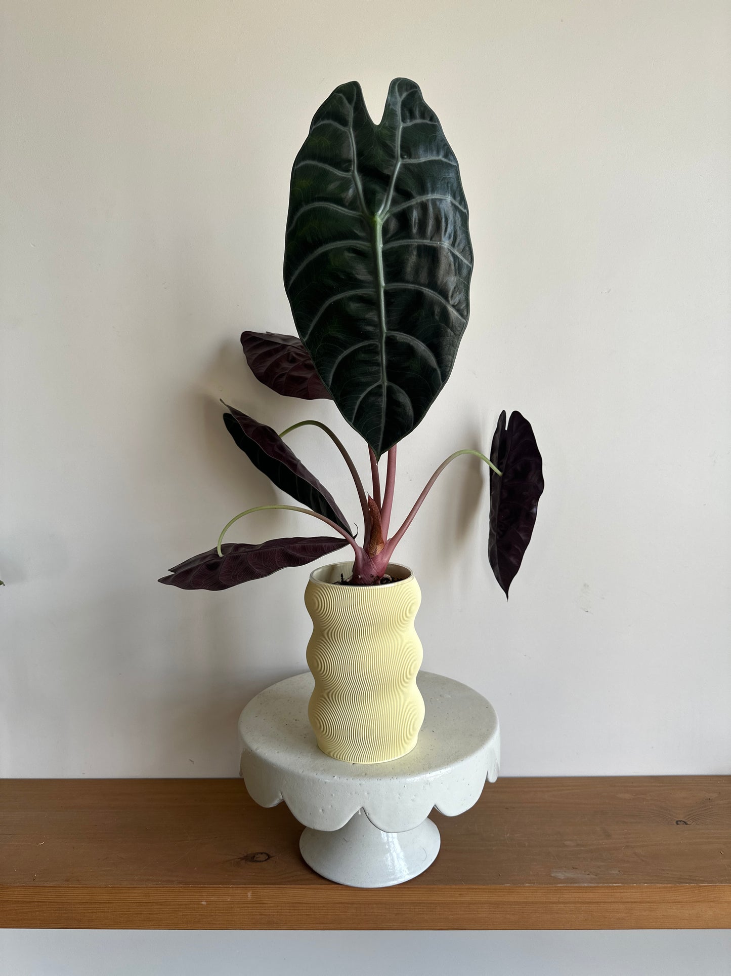 Alocasia Watsoniana in Self-Watering Pot