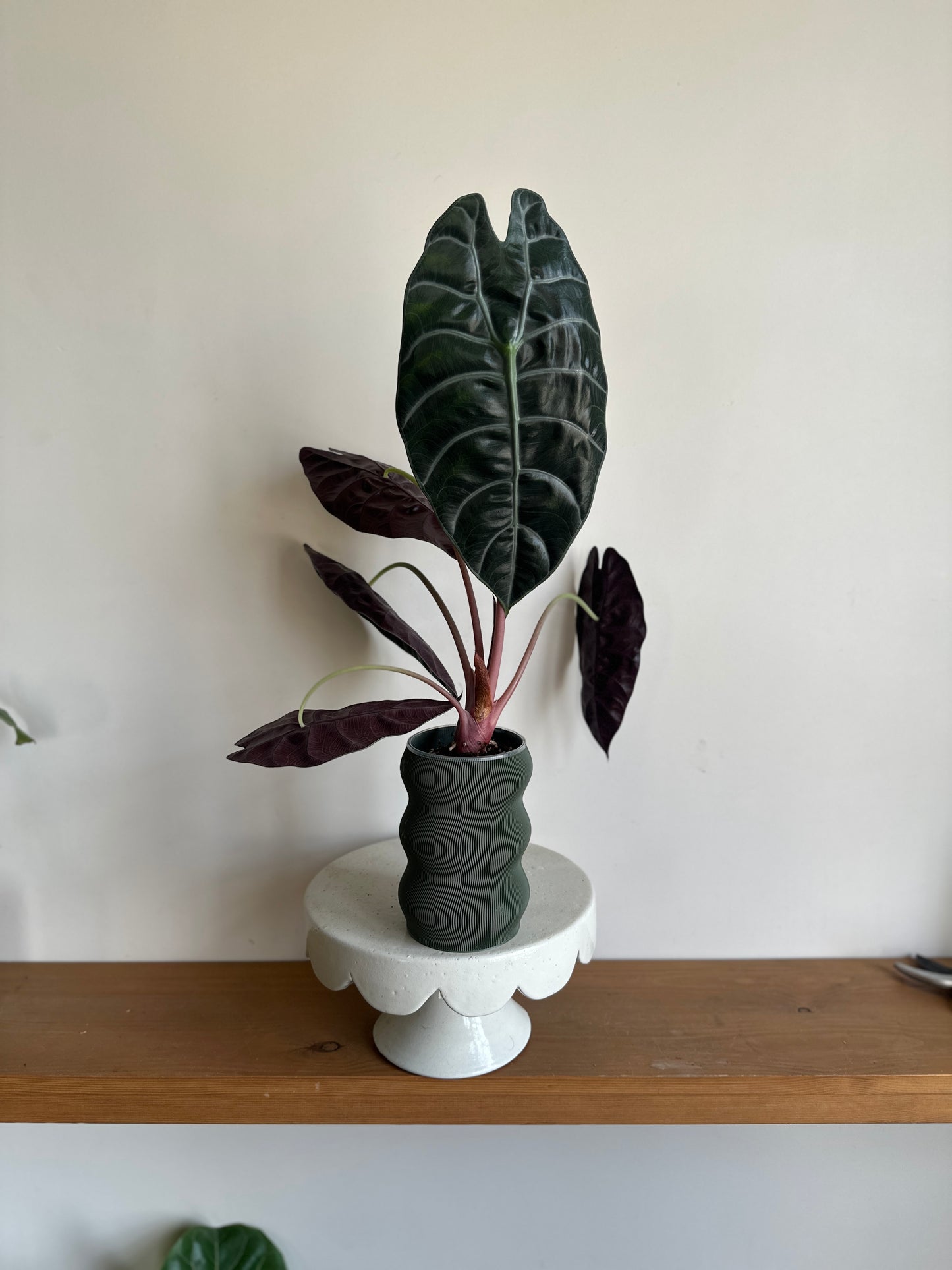 Alocasia Watsoniana in Self-Watering Pot