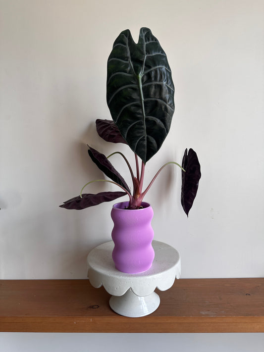 Alocasia Watsoniana in Self-Watering Pot