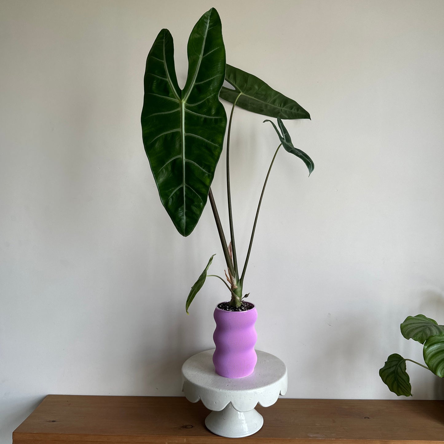 Alocasia Frydek in Self-Watering Pot