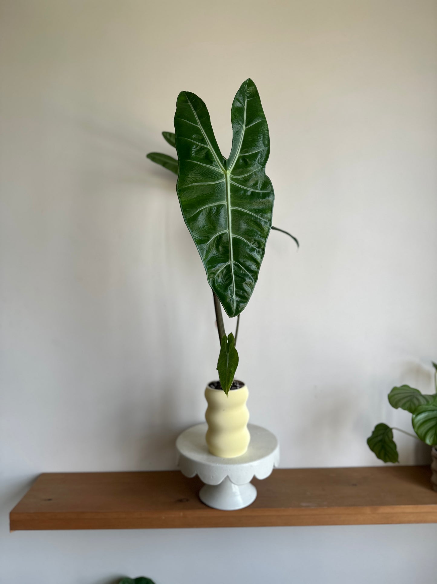 Alocasia Frydek in Self-Watering Pot