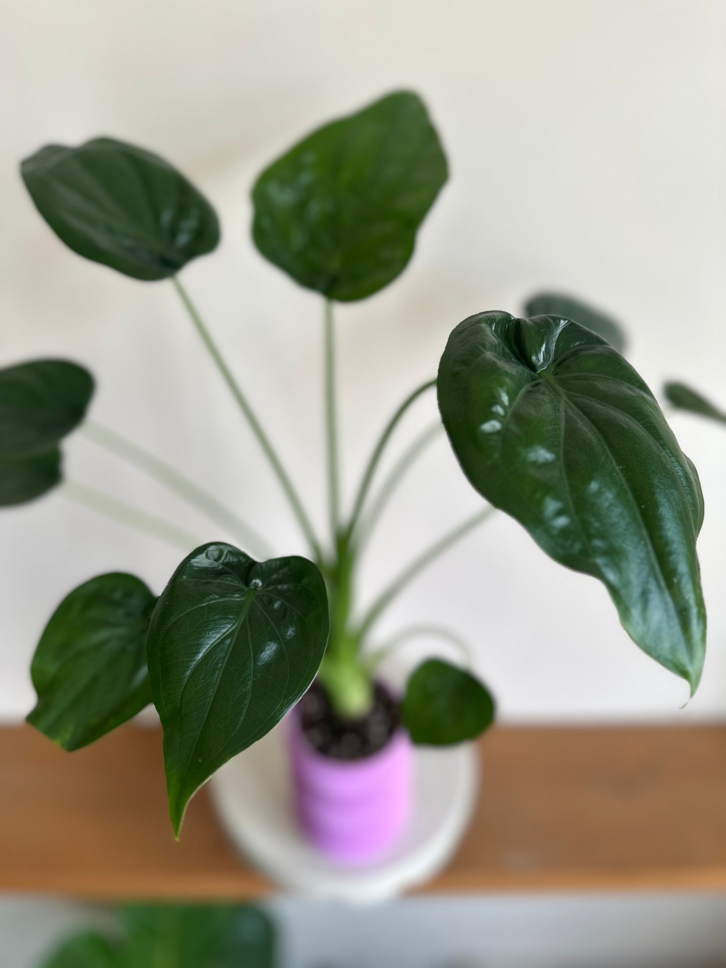 Alocasia Cucullata in Self-Watering Pot