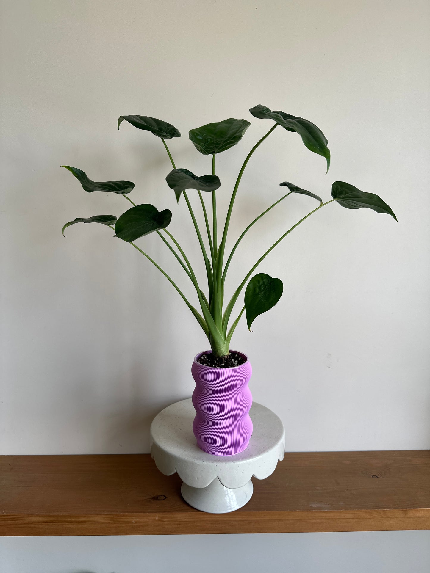 Alocasia Cucullata in Self-Watering Pot