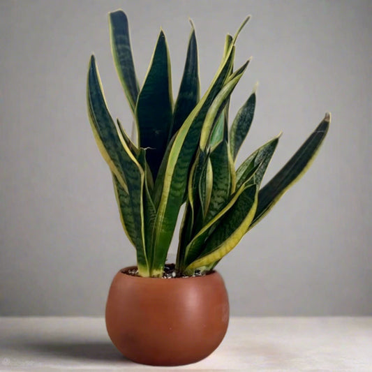 Snake Plant in terracotta clay pot from Kaynuna online plant store