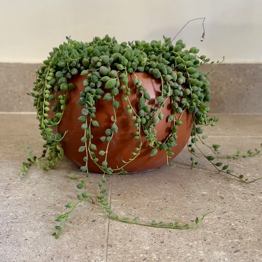 String of Pearls in "Shay" Clay Planter