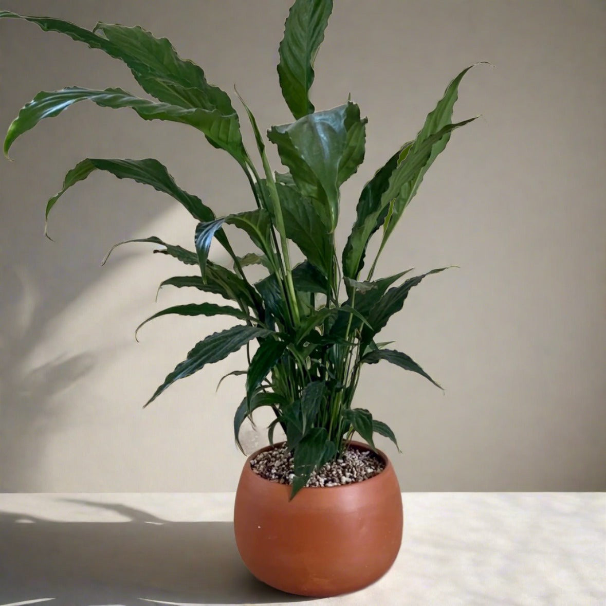 Peace Lilly plant