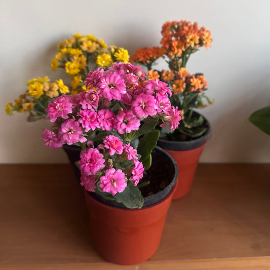 Florist Kalanchoe, Bundle of 3 — Pink, Orange and Yellow