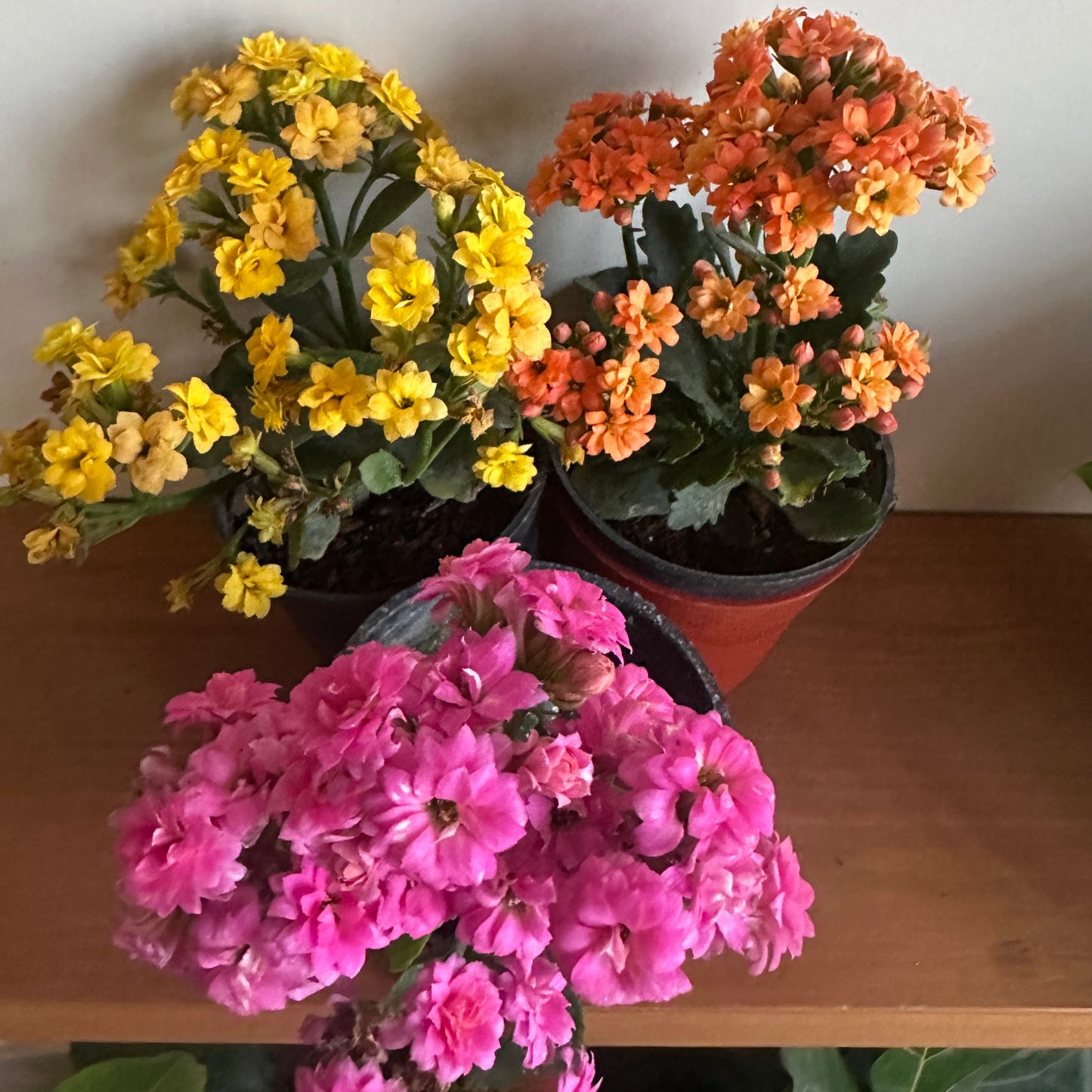 Florist Kalanchoe, Bundle of 3 — Pink, Orange and Yellow