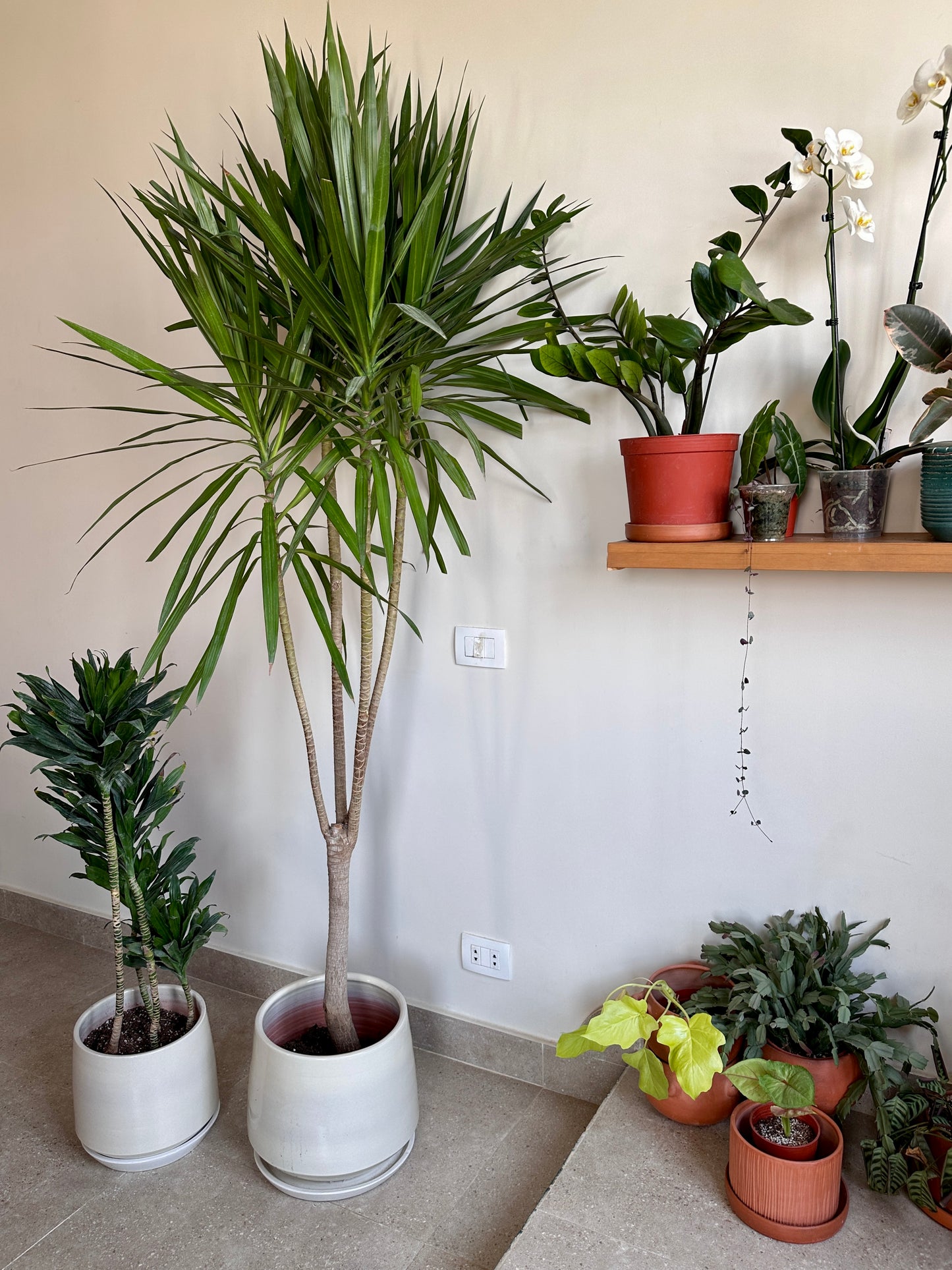 Madagascar Dragon Tree