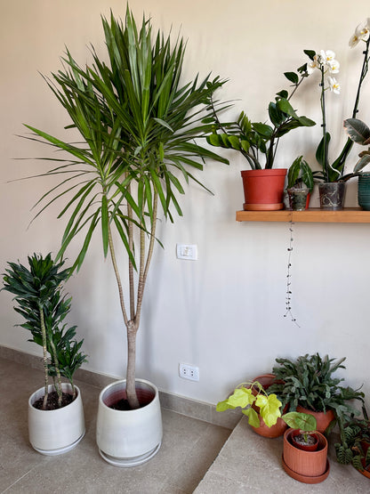 Madagascar Dragon Tree