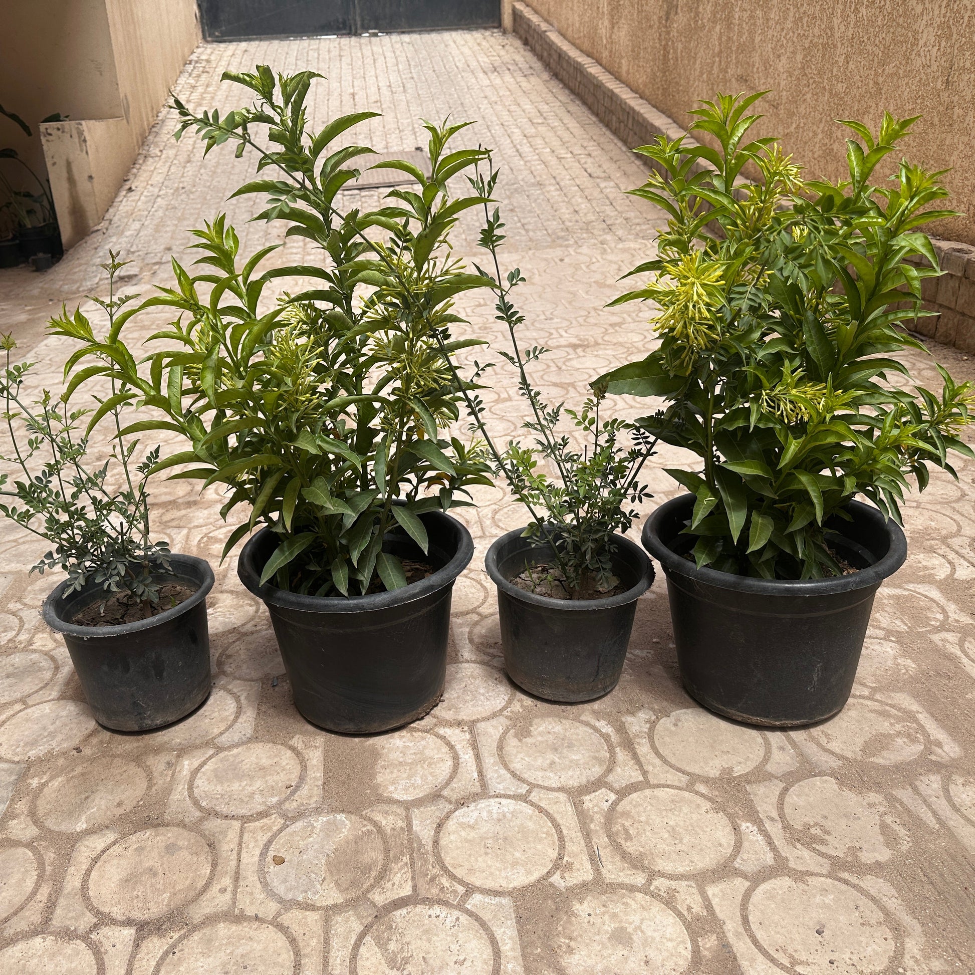 Four potted Jasmine plants | Kaynuna bundle.