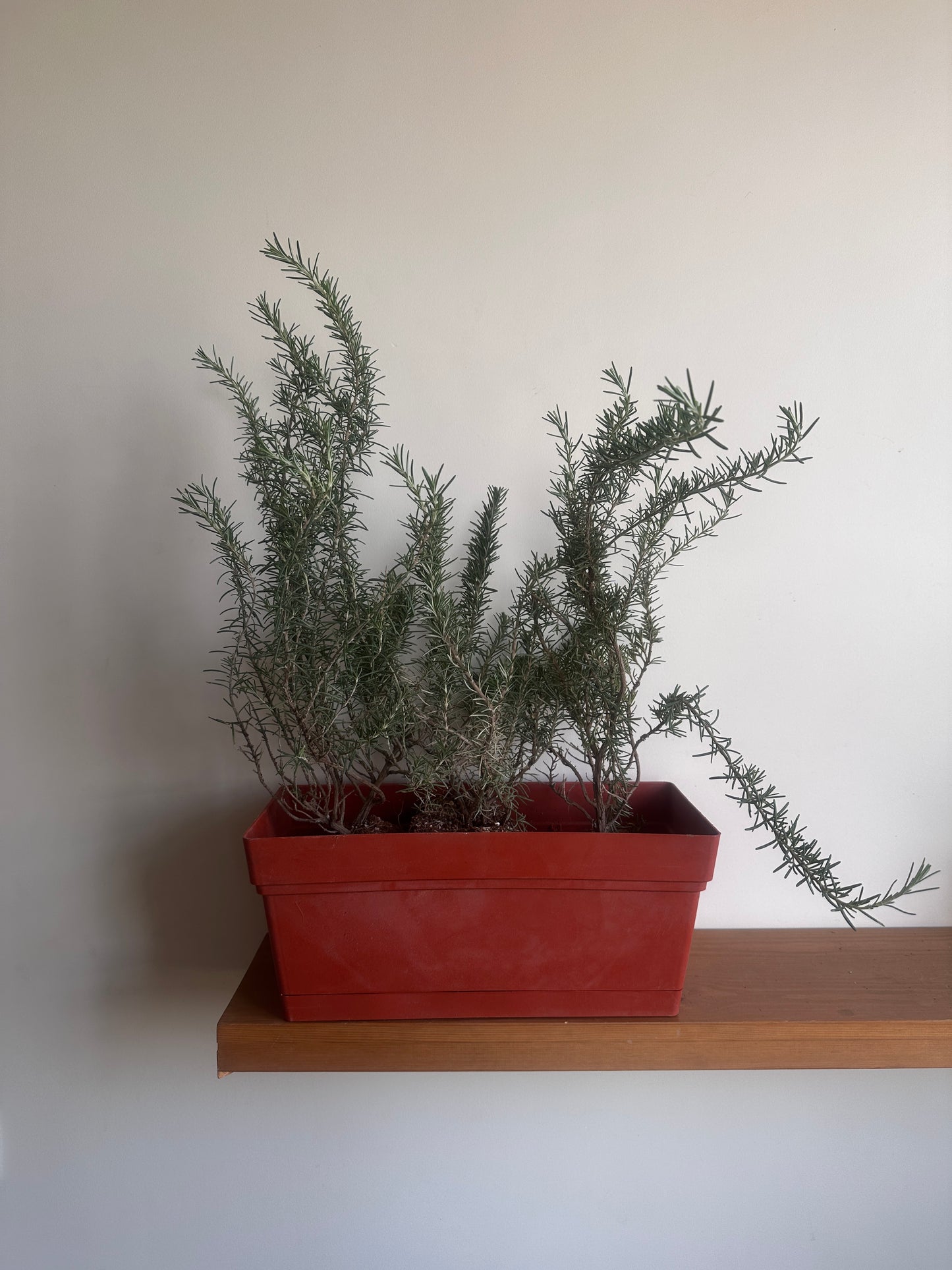 Rosemary Herb