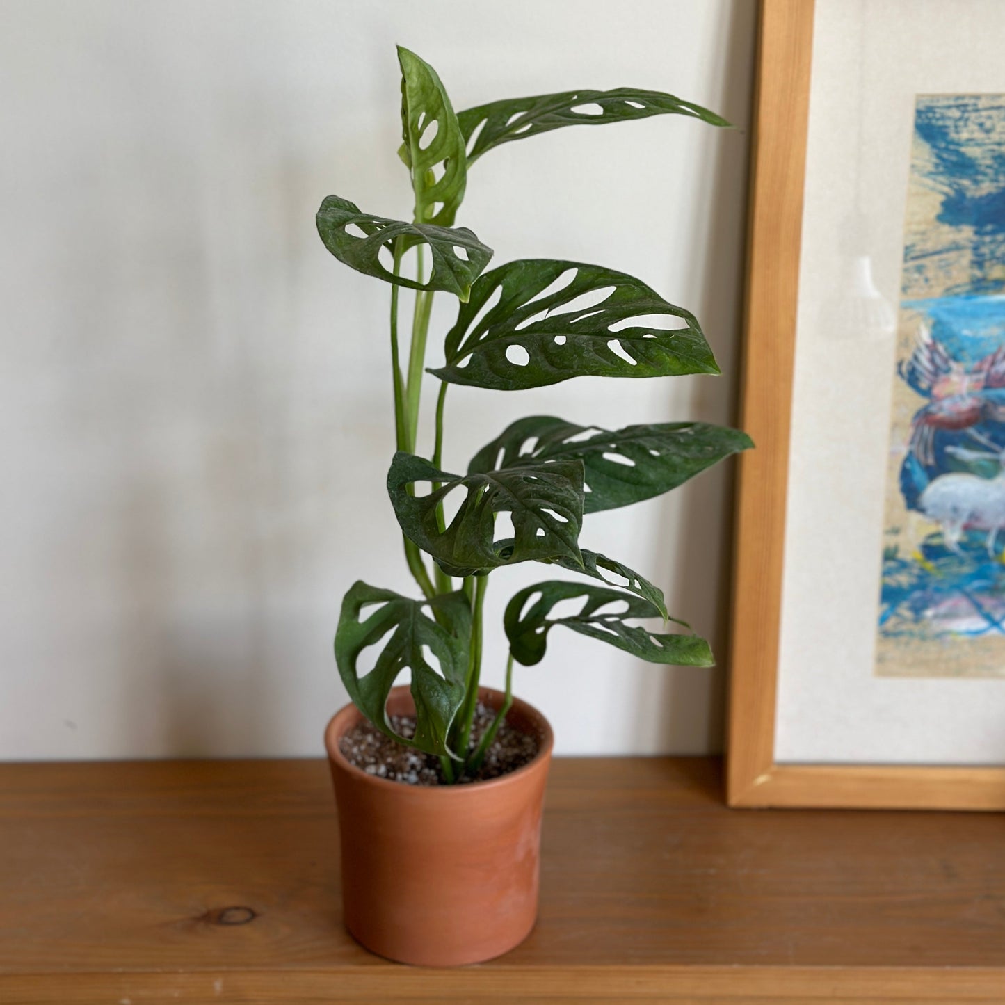 Potted mini swiss cheese plant on a wooden shelf with a framed picture in the background