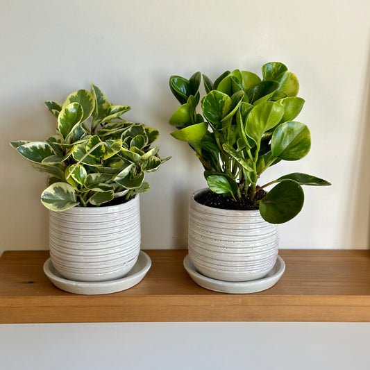 The Peperomia Bundle