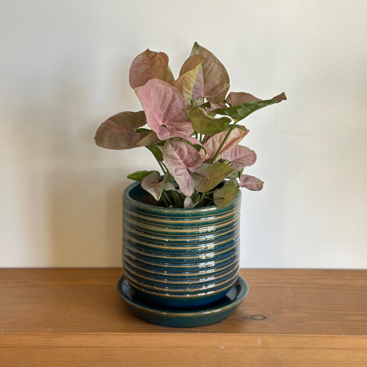 Pink Arrowhead - Syngonium