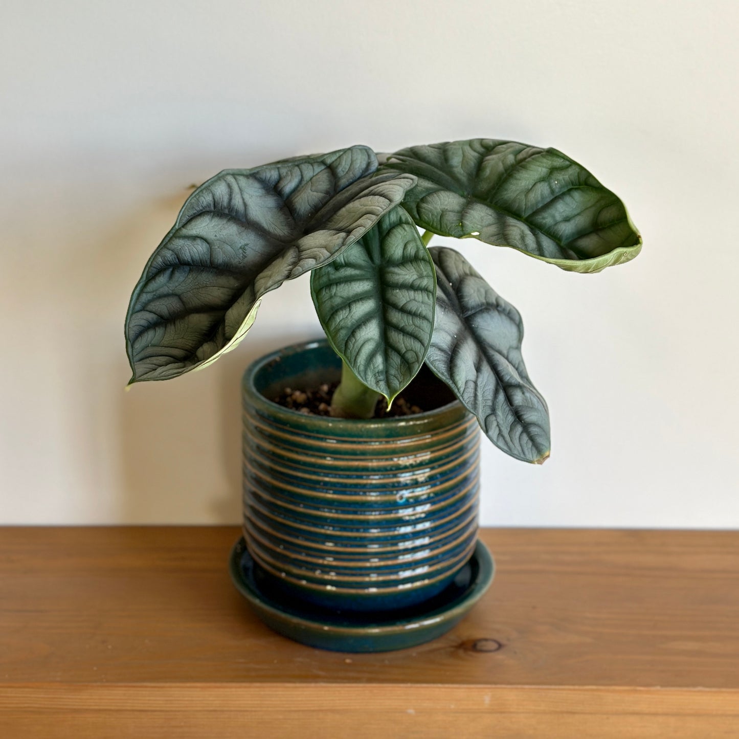 Alocasia 'Silver Dragon'