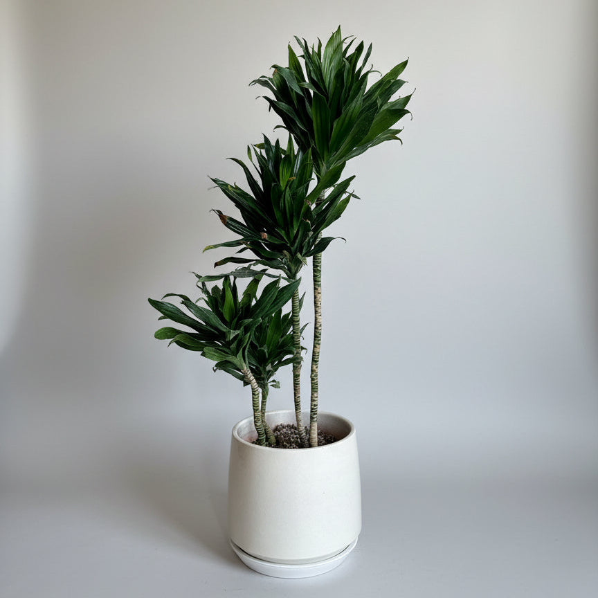 Potted plant in a white pot on a floor with a framed picture in the background.