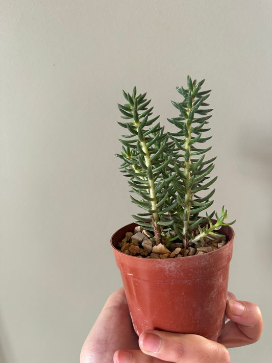 Miniature pine tree succulent