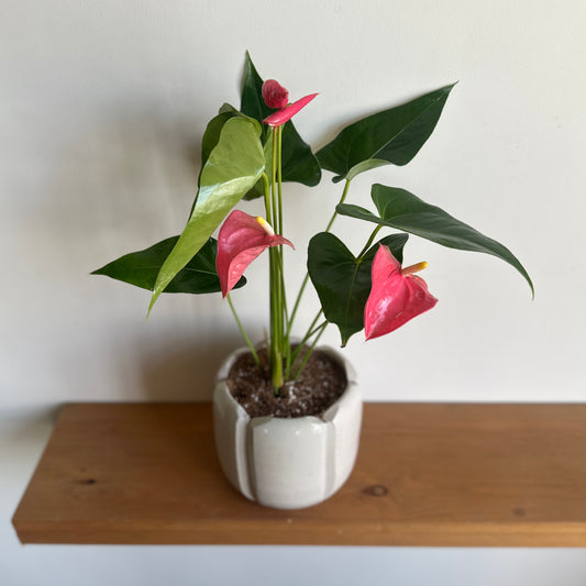 Pink Flamingo Flower