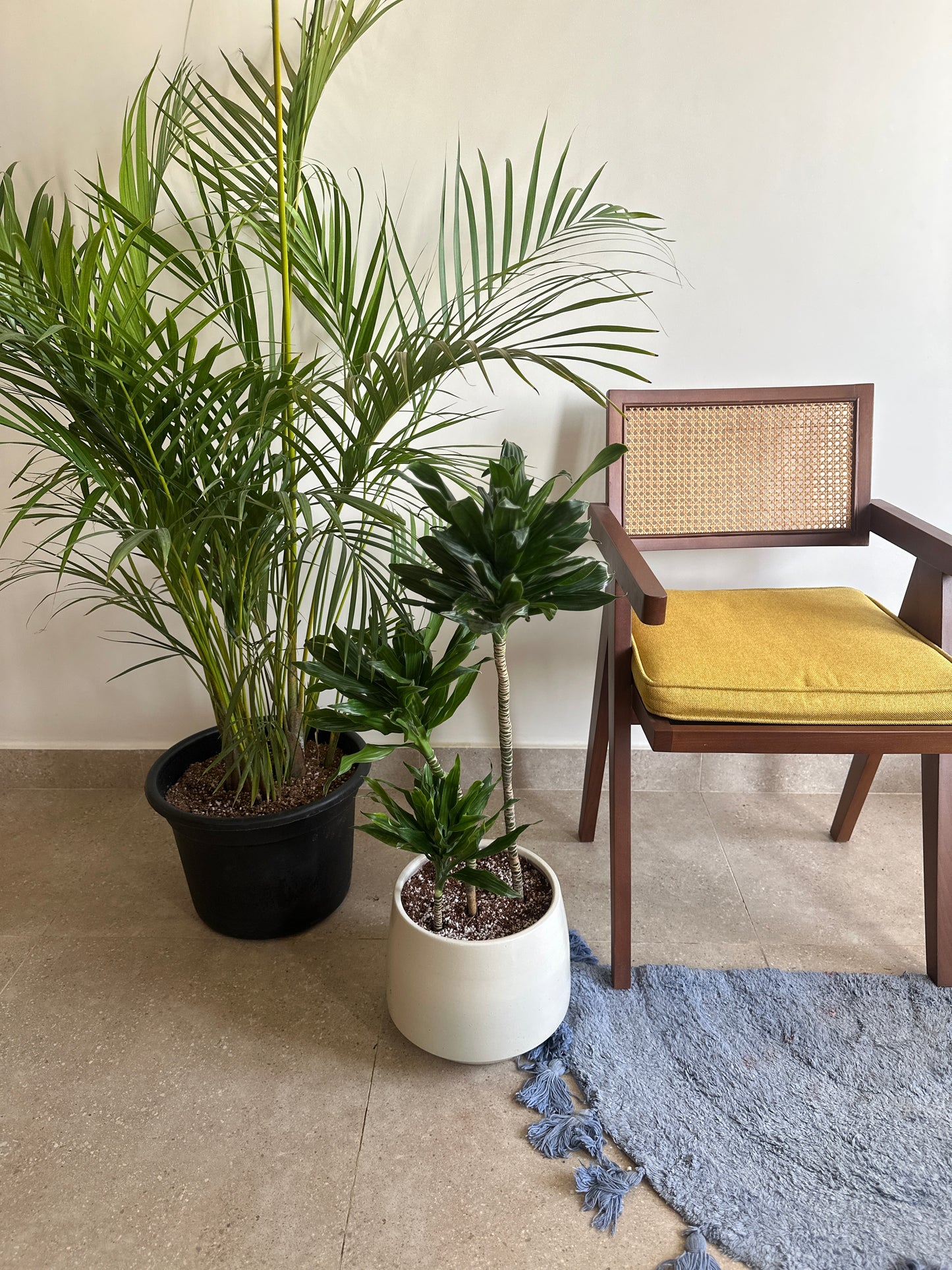 Dracaena Compacta