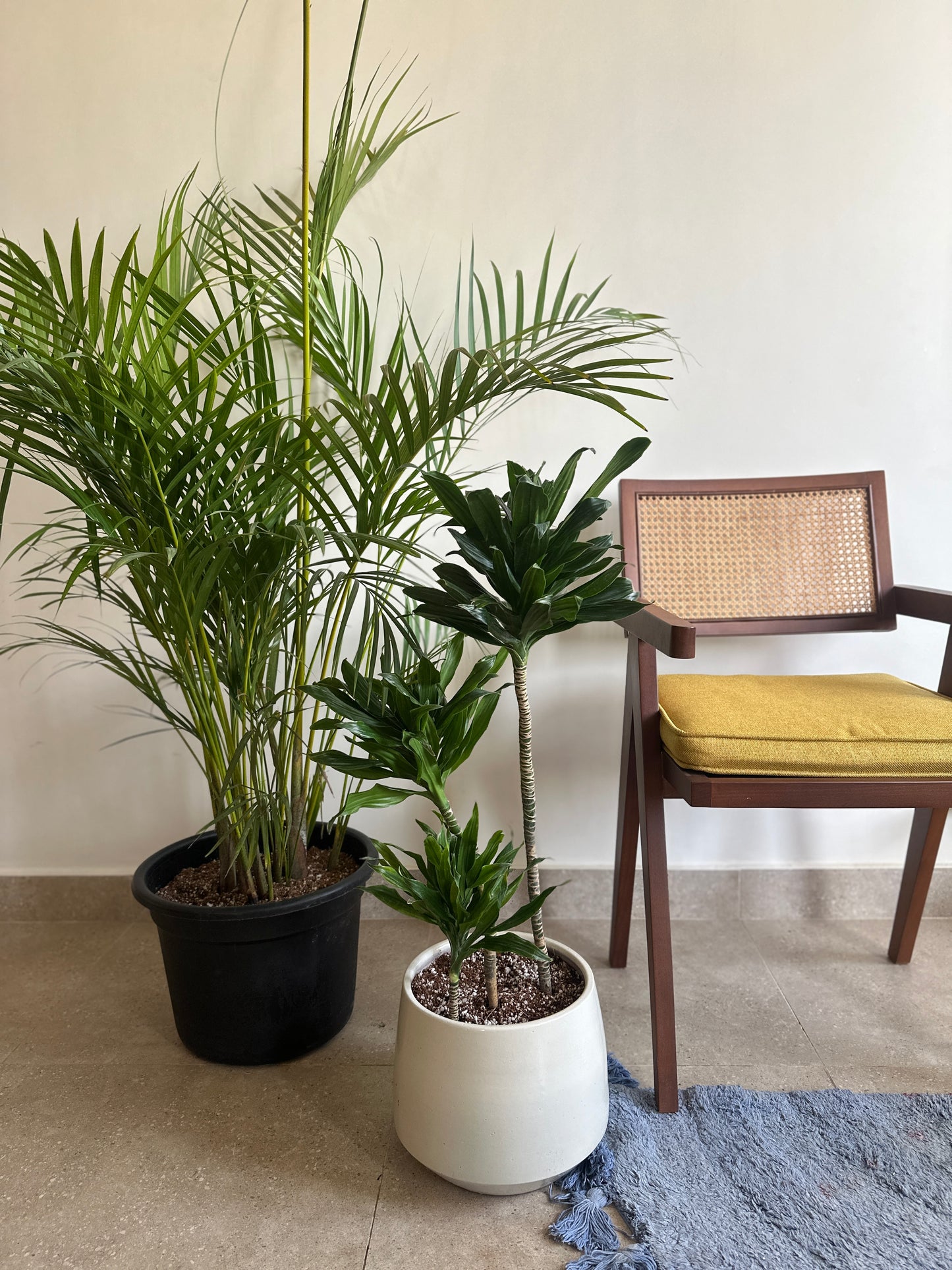 Yellow Areca