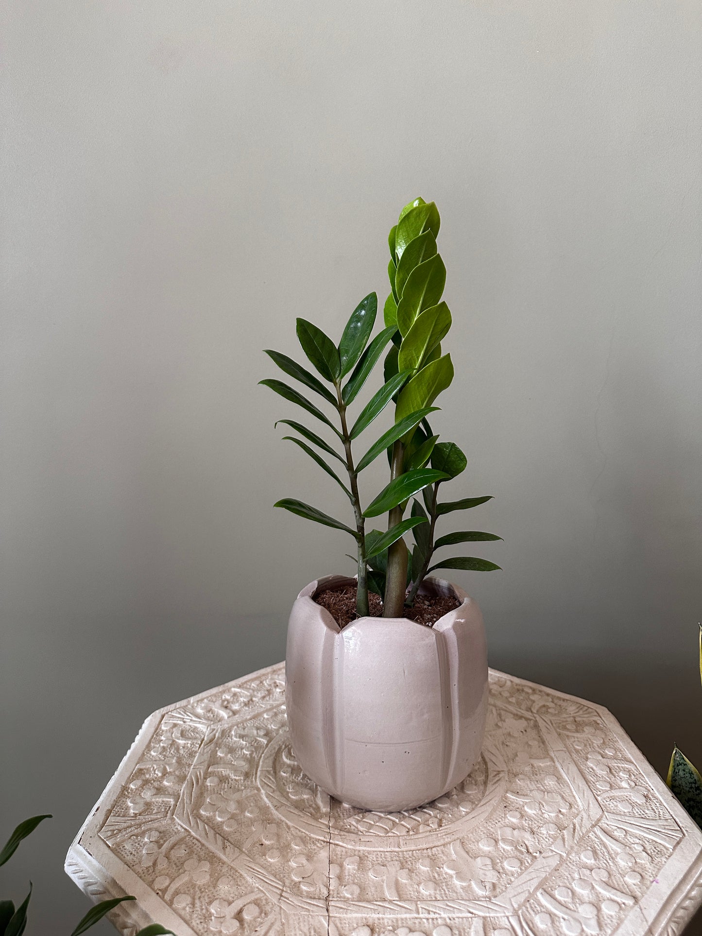 ZZ Plant