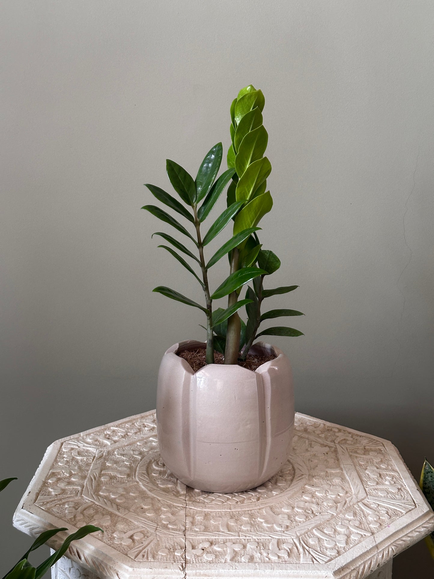 ZZ Plant