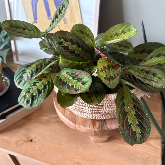 Maranta Plant