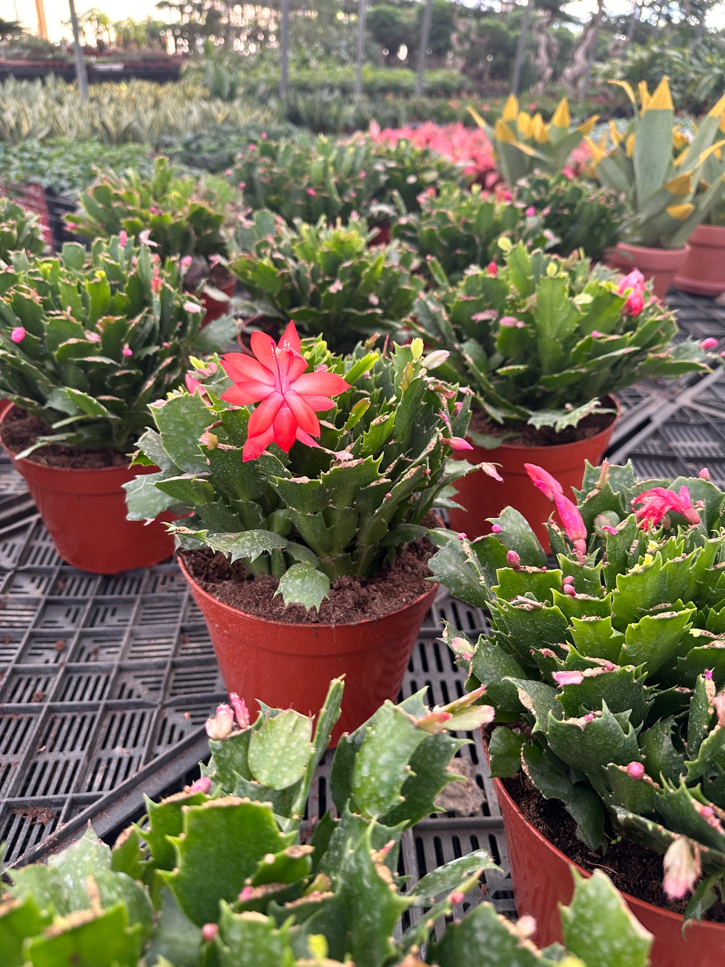 Christmas Cactus-16cm