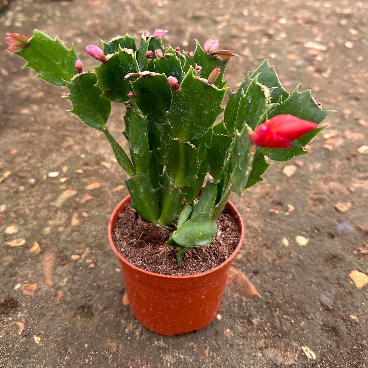 Christmas Cactus-16cm