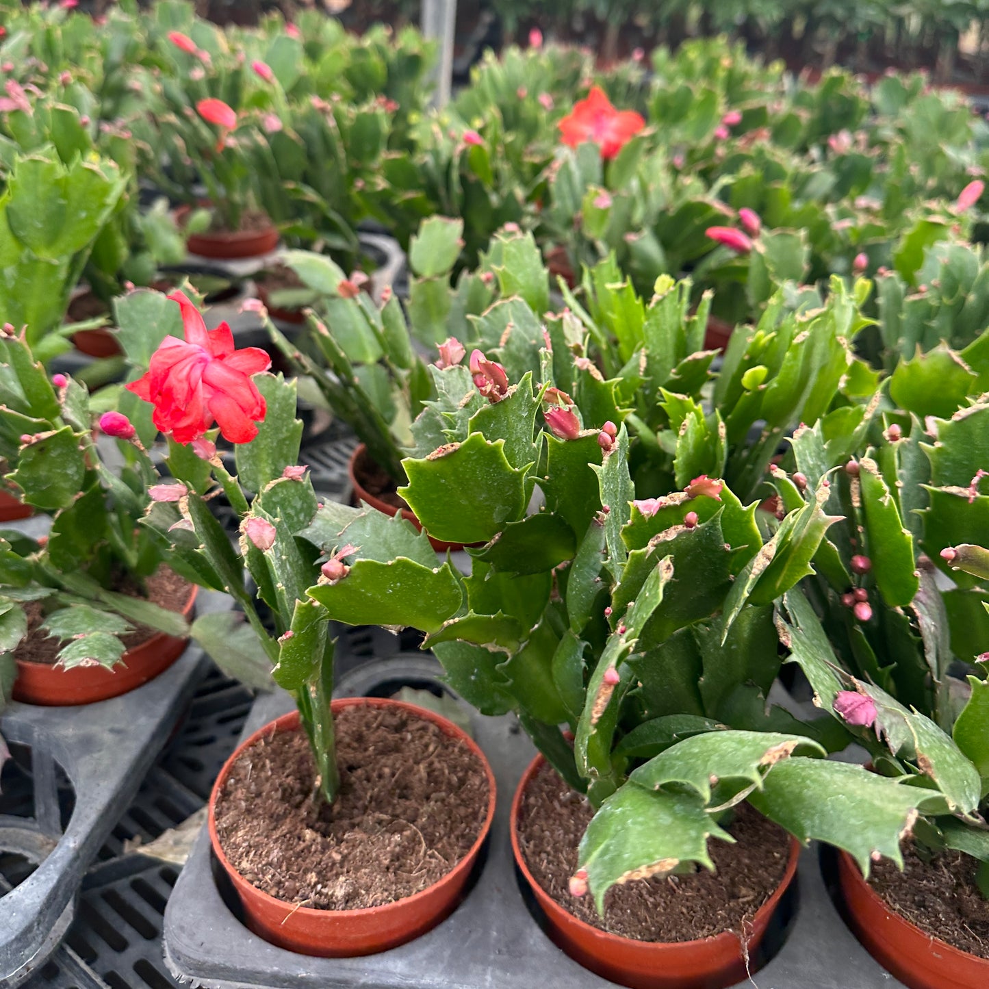 Christmas Cactus-16cm