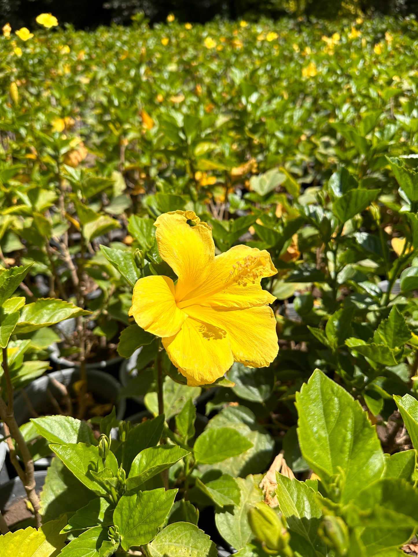 Chinese Hibiscus Flowering Plant (Yellow) - Available on Kaynuna.co in Cairo, Egypt