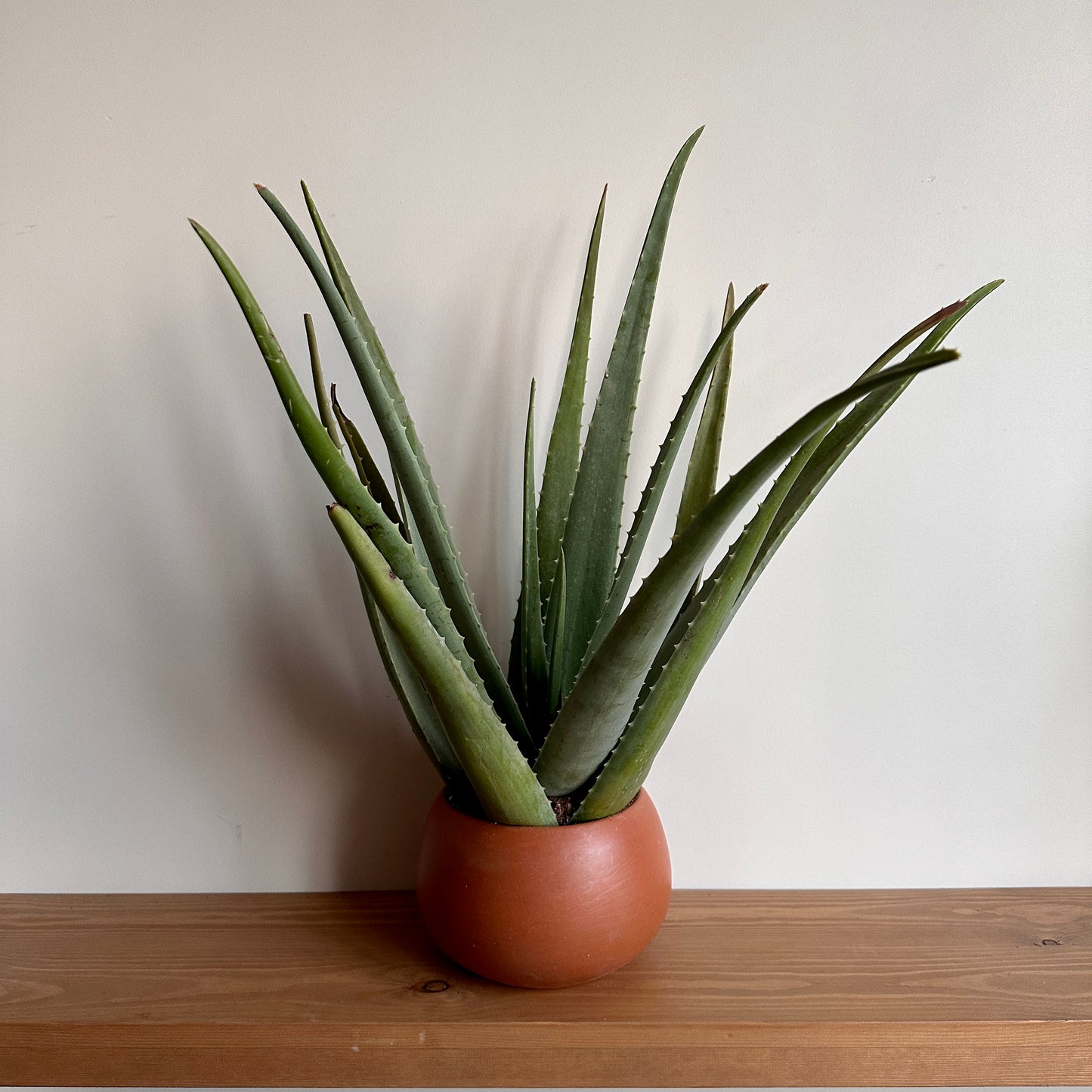 Aloe Vera in Clay Planter available in Cairo, Shop Plants in Cairo