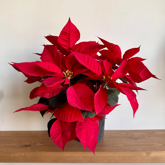 Christmas Poinsettia